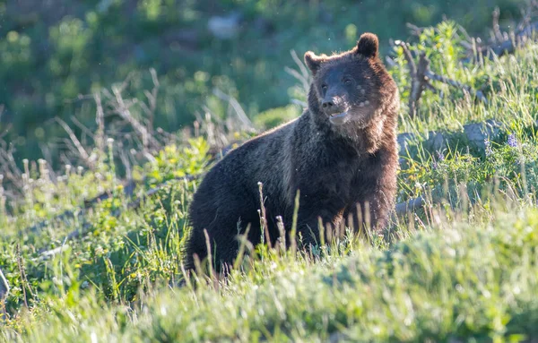 Orso Grizzly Natura — Foto Stock