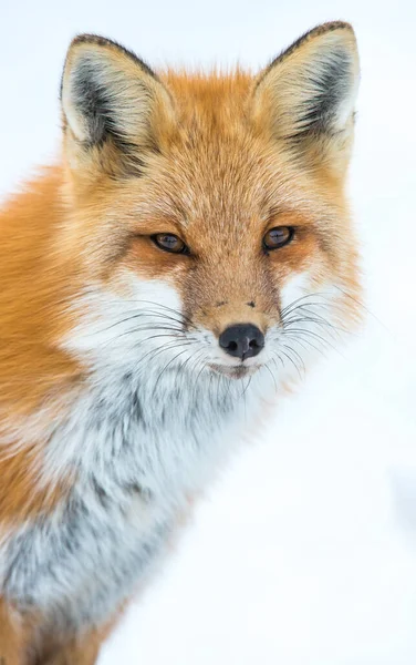 Rode Vos Een Canadese Winter — Stockfoto