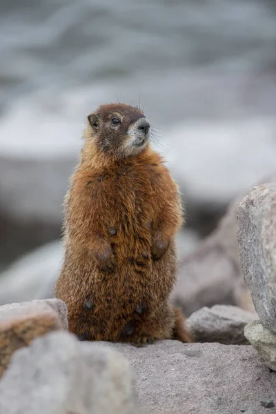 Gros Plan Marmotte Dans Nature Sauvage — Photo
