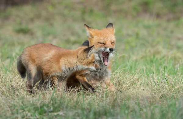公园草地上可爱的红狐狸 — 图库照片