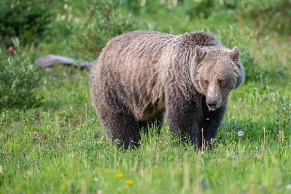 Urso Grizly Natureza — Fotografia de Stock