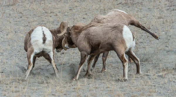Bighorn Πρόβατα Στην Άγρια Φύση — Φωτογραφία Αρχείου