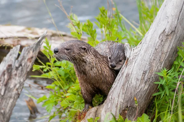 wild otters in wild nature