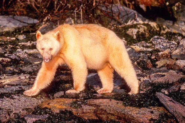 Duch Niedźwiedź Great Bear Rainforest — Zdjęcie stockowe