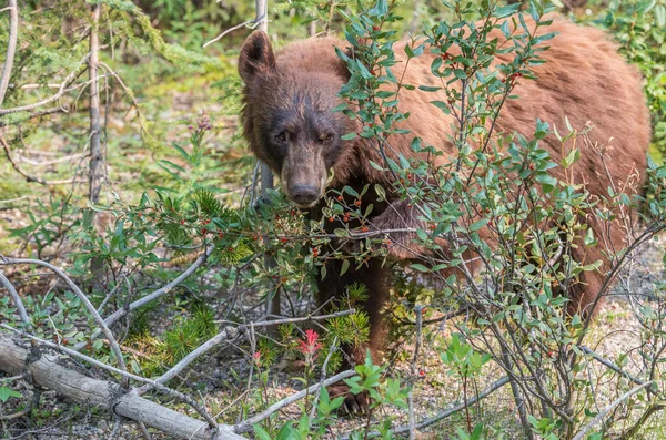 Oso Negro Naturaleza — Foto de Stock