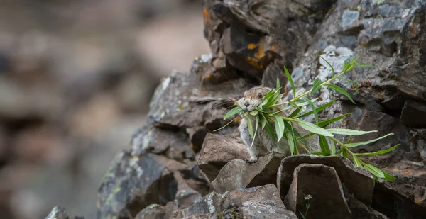 Pika Pericolo Kananaskis Alberta Canada — Foto Stock