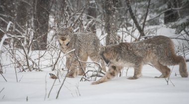 Kanada vaşağı doğada