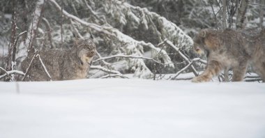 Kanada vaşağı doğada