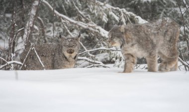 Kanada vaşağı doğada