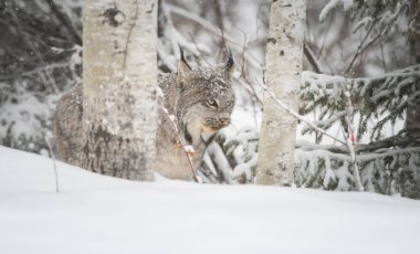 Kanada vaşağı doğada
