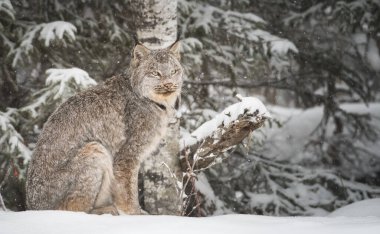 Kanada vaşağı doğada