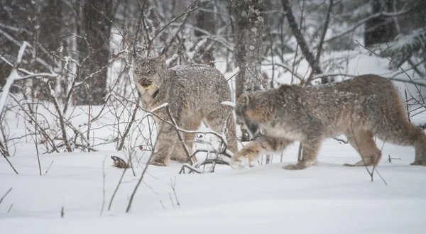 Lynx Canadien État Sauvage — Photo