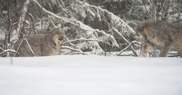 Lince Canadiense Naturaleza — Foto de Stock