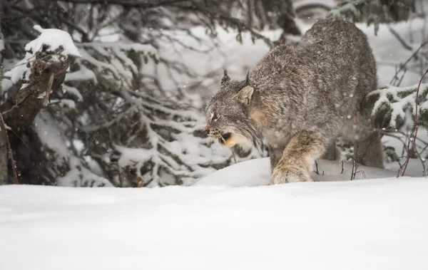 Lynx Canadien État Sauvage — Photo