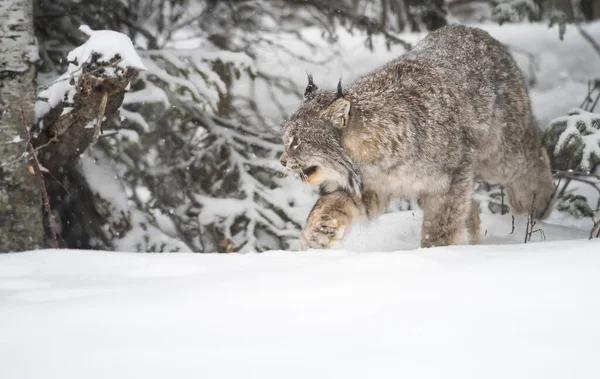 Kanadischer Luchs Freier Wildbahn — Stockfoto