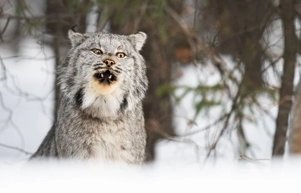 Kanadischer Luchs Freier Wildbahn — Stockfoto