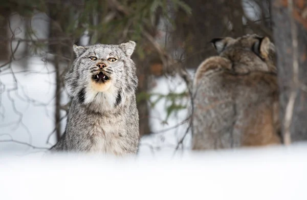 Lynx Canadien État Sauvage — Photo