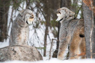 Kanada vaşağı doğada