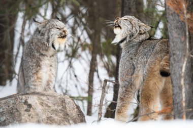 Kanada vaşağı doğada