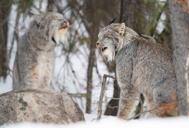 Kanada vaşağı doğada