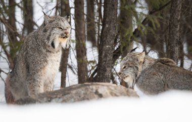 Kanada vaşağı doğada