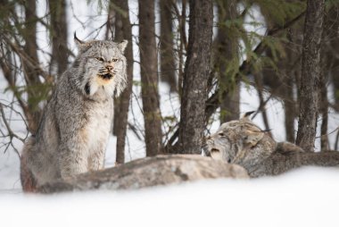 Kanada vaşağı doğada