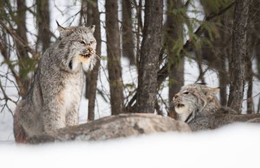 Kanada vaşağı doğada