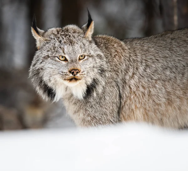 Kanadischer Luchs Freier Wildbahn — Stockfoto