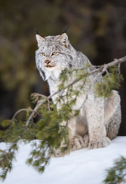 Kanadischer Luchs Freier Wildbahn — Stockfoto