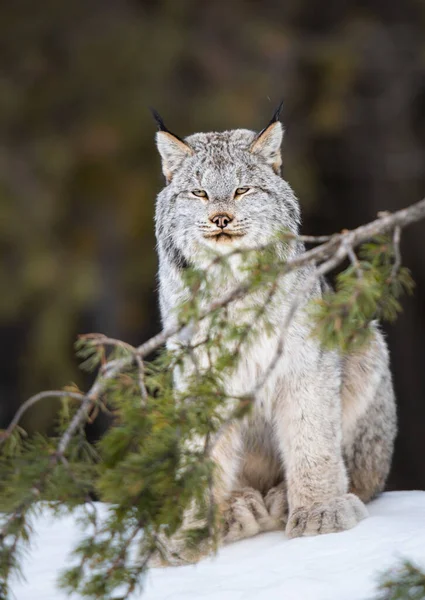 Kanadischer Luchs Freier Wildbahn — Stockfoto