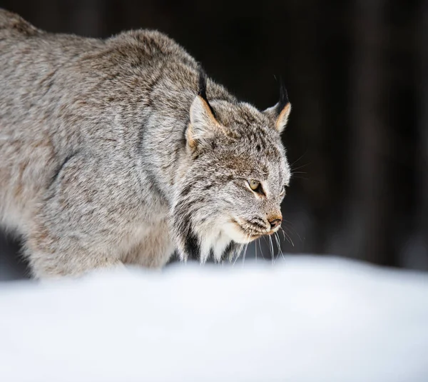 Lince Canadiense Naturaleza — Foto de Stock