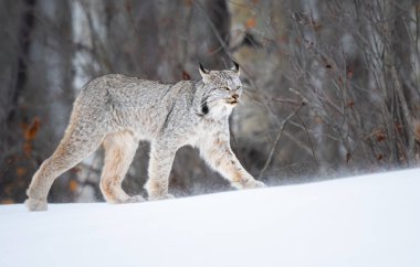 Kanada vaşağı doğada