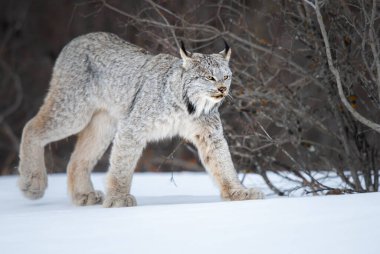 Canadian lynx in the wild clipart