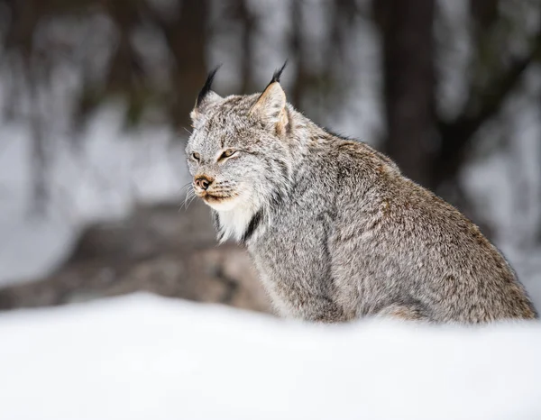 Canadian Lynx Wild — Stock Photo, Image
