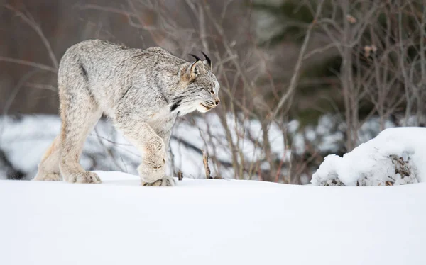 Canadian Lynx Wild — Stock Photo, Image