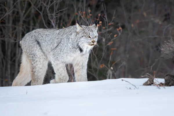 Lince Canadiense Naturaleza — Foto de Stock