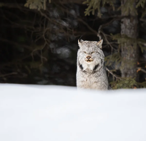 Lince Canadiense Naturaleza — Foto de Stock