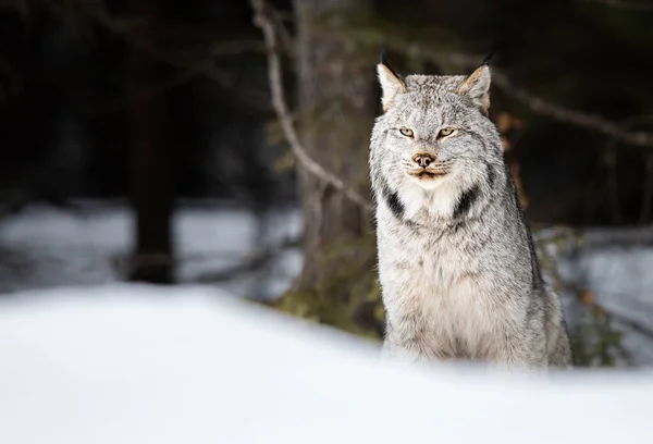 Lince Canadense Natureza — Fotografia de Stock