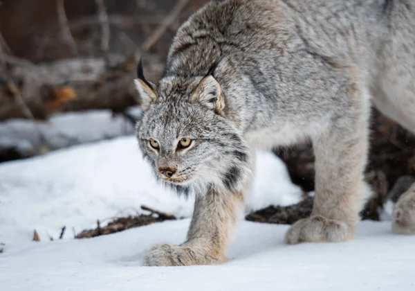 Kanadischer Luchs Freier Wildbahn — Stockfoto