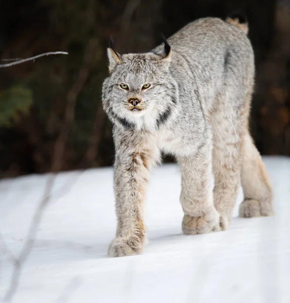 Lince Canadese Natura — Foto Stock