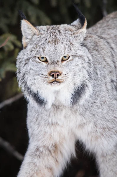 Kanadischer Luchs Freier Wildbahn — Stockfoto