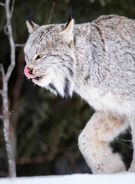 Kanadischer Luchs Freier Wildbahn — Stockfoto