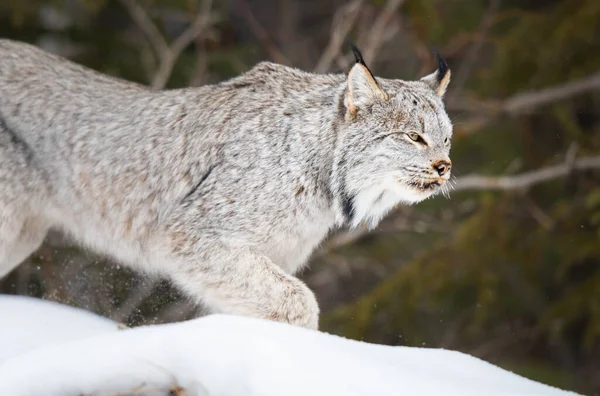 Lince Canadense Natureza — Fotografia de Stock