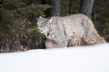 Kanada vaşağı doğada