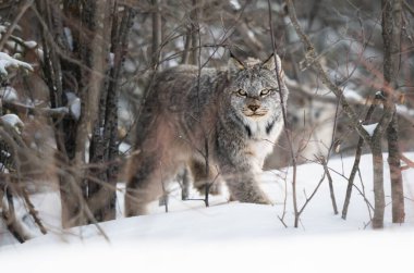 Kanada vaşağı doğada