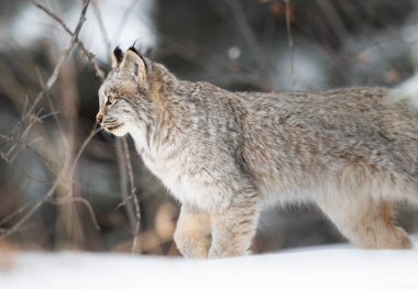 Kanada vaşağı doğada