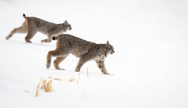 Kanada vaşağı doğada
