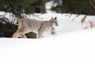 Kanada vaşağı doğada