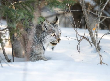 Kanada vaşağı doğada