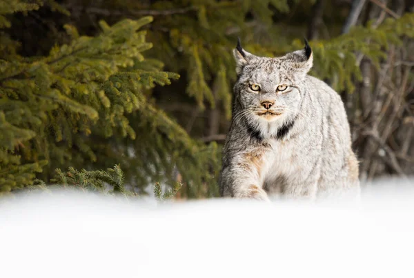 Lince Canadense Natureza — Fotografia de Stock